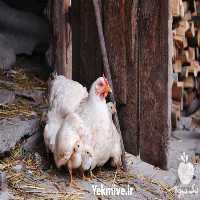 فروش مرغ تخم گذار صنعتی همه نژاد در تهران در گروه مرغ و خروس و بوقلمون و اردک قو قاز در یکمیوه