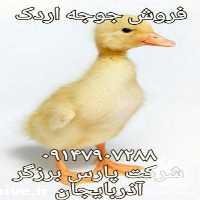 فروش جوجه اردک در ارومیه در گروه مرغ و خروس و بوقلمون و اردک قو قاز در یکمیوه