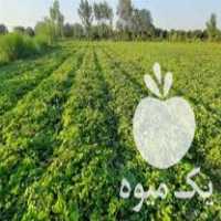 فروش بوته توت فرنگی کامارسو در بندرگز در گروه خرید فروش عمده توت فرنگی - خرید فروش عمده قرمز سفید در یکمیوه