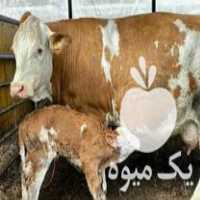 خرید و فروش انواع گوساله در انار در گروه گاو و گوسفند و میش و بز کهره گوساله سمینتال در یکمیوه