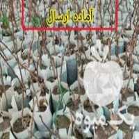 فروش نهال پسته پیوندی در قزوین در گروه خرید فروش نهال - انواع گردو پسته بادام سلطانی انگور در یکمیوه