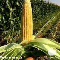 آگهی مشابه فروش بذر ذرت ماکا در کرمانشاه در گروه خرید فروش بذر - انواع محصول کشاورزی گوجه کتان میوه درخت در یکمیوه