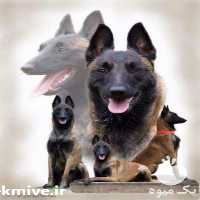 فروش انواع سگ ژرمن  در کرج در گروه سگ و گربه _ نگهبان هاسکی ژرمن دوبرمن سرابی در یکمیوه