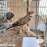 فروش طرقه دهن دار در تهران در گروه انواع پرنده - زینتی عروس هما مینا طوطی مرغ عشق در یکمیوه