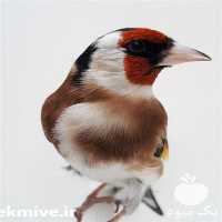 فروش سهره  در تهران در گروه انواع پرنده - زینتی عروس هما مینا طوطی مرغ عشق در یکمیوه