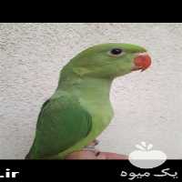 فروش طوطی ملنگو کاملا دستی در تهران در گروه انواع پرنده - زینتی عروس هما مینا طوطی مرغ عشق در یکمیوه