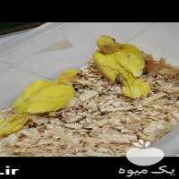 فروش طوطی در تهران در گروه انواع پرنده - زینتی عروس هما مینا طوطی مرغ عشق در یکمیوه