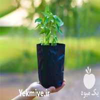 تولید و فروش پلاستیک کاشت نهال در سمنان در گروه خرید فروش نهال - انواع گردو پسته بادام سلطانی انگور در یکمیوه