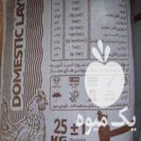 فروش دان مرغ محلی در ساری در گروه مرغ و خروس و بوقلمون و اردک قو قاز در یکمیوه