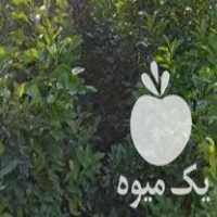 فروش نهال نارنج گلدانی در بابل  در گروه خرید فروش نهال - انواع گردو پسته بادام سلطانی انگور در یکمیوه