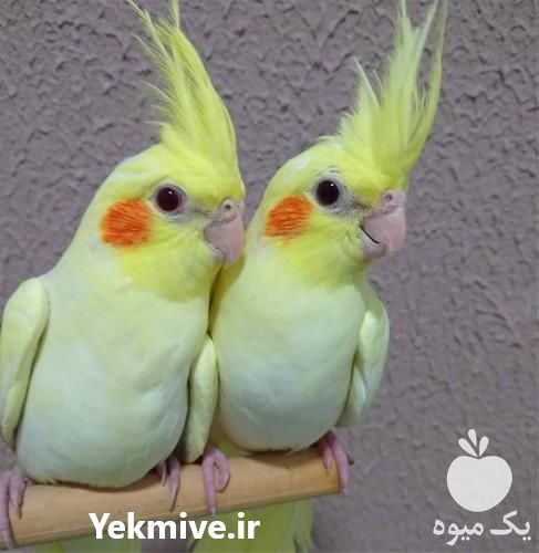 فروش طوطی عروس هلندی در تهران در گروه انواع پرنده - زینتی عروس هما مینا طوطی مرغ عشق در یکمیوه -عکس1