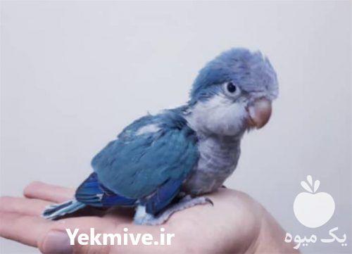 خرید طوطی راهب در نارمک در تهران در گروه انواع پرنده - زینتی عروس هما مینا طوطی مرغ عشق در یکمیوه -عکس1