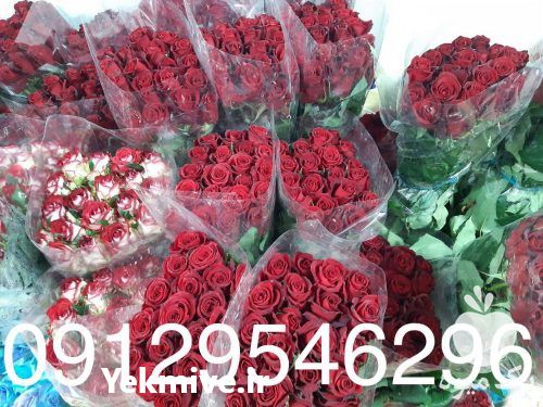 فروش عمده انواع گل رز در اندیشه در گروه خرید فروش عمده گیاهان زینتی - گرمسیری آپارتمانی باغچه آب در یکمیوه -عکس1