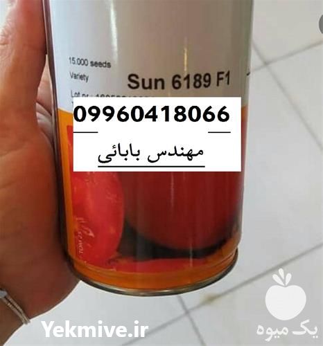 فروش بذر گوجه فرنگی سانسید 6189 در تهران در گروه خرید فروش بذر - انواع محصول کشاورزی گوجه کتان میوه درخت در یکمیوه -عکس1