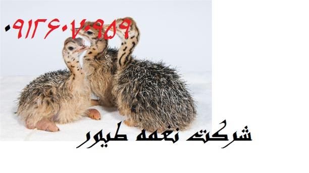 فروش شترمرغ یک هفته ای در تهران در گروه مرغ و خروس و بوقلمون و اردک قو قاز در یکمیوه -عکس1