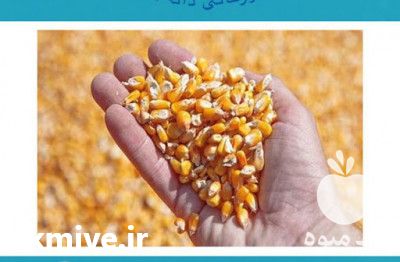 فروش ذرت اکراین در تهران در گروه خوراک دام و طیور - پرواری شیری علوفه یونجه در یکمیوه -عکس1