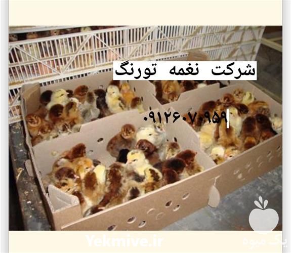 خرید جوجه یک روزه محلی با کیفیت در تهران در گروه مرغ و خروس و بوقلمون و اردک قو قاز در یکمیوه -عکس1