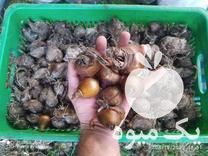 فروش پیاز گل نرگس  در ساری در گروه خرید فروش عمده گیاهان زینتی - گرمسیری آپارتمانی باغچه آب در یکمیوه -عکس1