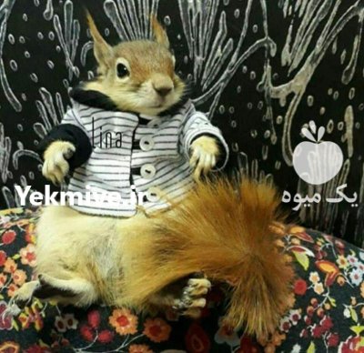 فروش سنجاب کانادایی در تهران در گروه حیوانات خانگی - خرید و فروش در یکمیوه -عکس1