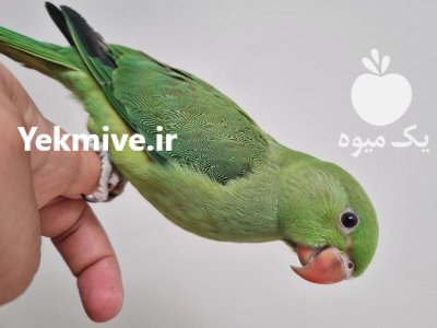 فروش جوجه ملنگو در تهران در گروه حیوانات خانگی - خرید و فروش در یکمیوه -عکس1