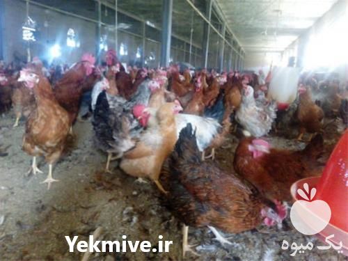 فروش جوجه مرغ گلپایگان در تهران در گروه مرغ و خروس و بوقلمون و اردک قو قاز در یکمیوه -عکس1