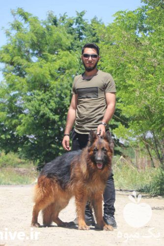 خرید و فروش سگ ژرمن بلک در تهران در گروه سگ و گربه _ نگهبان هاسکی ژرمن دوبرمن سرابی در یکمیوه -عکس1