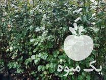 فروش به اصفهان گلدانی در خان ببین در گروه خرید فروش عمده میوه به - فروش میوه به اصفهان در یکمیوه -عکس1