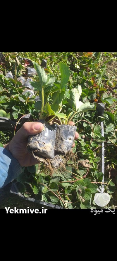 نشا توت فرنگی گلدانی و ریشه لخت در مریوان در گروه خرید فروش عمده توت فرنگی - کشت محصولات گلخانه ای در یکمیوه -عکس1