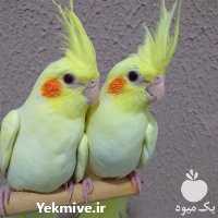 فروش طوطی عروس هلندی در تهران در گروه انواع پرنده - زینتی عروس هما مینا طوطی مرغ عشق در یکمیوه