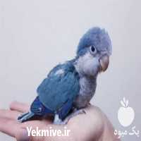 خرید طوطی راهب در نارمک در تهران در گروه انواع پرنده - زینتی عروس هما مینا طوطی مرغ عشق در یکمیوه