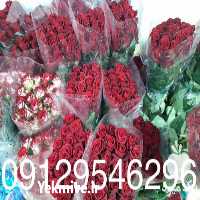 فروش عمده انواع گل رز در اندیشه در گروه خرید فروش عمده گیاهان زینتی - گرمسیری آپارتمانی باغچه آب در یکمیوه