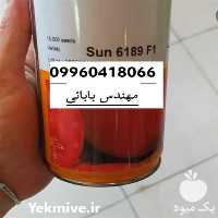 فروش بذر گوجه فرنگی سانسید 6189 در تهران در گروه خرید فروش بذر - انواع محصول کشاورزی گوجه کتان میوه درخت در یکمیوه
