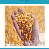 فروش ذرت اکراین در تهران در گروه خوراک دام و طیور - پرواری شیری علوفه یونجه در یکمیوه