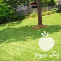 فروش پخش عمده بذر چمن در تهران در گروه خرید فروش بذر - انواع محصول کشاورزی گوجه کتان میوه درخت در یکمیوه