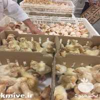 فروش قیمت جوجه بوقلمون یک روزه در تهران در گروه مرغ و خروس و بوقلمون و اردک قو قاز در یکمیوه