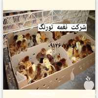 خرید جوجه یک روزه محلی با کیفیت در تهران در گروه مرغ و خروس و بوقلمون و اردک قو قاز در یکمیوه