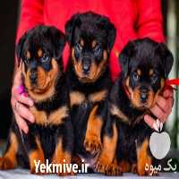 فروش توله سگ روتوایلر در کرج در گروه سگ و گربه _ نگهبان هاسکی ژرمن دوبرمن سرابی در یکمیوه