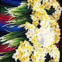 فروش پیاز گل نرگس در بهشهر در گروه خرید فروش عمده گیاهان زینتی - گرمسیری آپارتمانی باغچه آب در یکمیوه