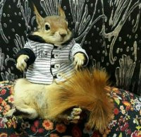 فروش سنجاب کانادایی در تهران در گروه حیوانات خانگی - خرید و فروش در یکمیوه