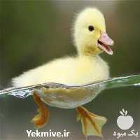 فروش اردک 1 روزه در تهران در گروه مرغ و خروس و بوقلمون و اردک قو قاز در یکمیوه