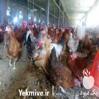 فروش جوجه مرغ گلپایگان در تهران در گروه مرغ و خروس و بوقلمون و اردک قو قاز در یکمیوه