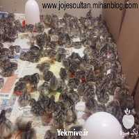 فروش بوقلمون برنز آمریکایی در تهران در گروه مرغ و خروس و بوقلمون و اردک قو قاز در یکمیوه