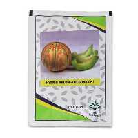 فروش بذر خربزه شاه پسند  در بوشهر در گروه خرید فروش عمده خربزه - مشهدی درختی ایوانکی شاهپسند در یکمیوه