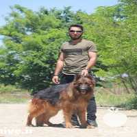 خرید و فروش سگ ژرمن بلک در تهران در گروه سگ و گربه _ نگهبان هاسکی ژرمن دوبرمن سرابی در یکمیوه