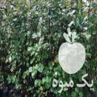 فروش به اصفهان گلدانی در خان ببین در گروه خرید فروش عمده میوه به - فروش میوه به اصفهان در یکمیوه