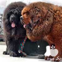 آگهی مشابه خرید و فروش سگ تبت ماستیف  در تهران در گروه سگ و گربه _ نگهبان هاسکی ژرمن دوبرمن سرابی در یکمیوه