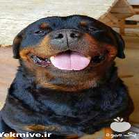 آگهی مشابه فروش سگ روتوایلر اصیل وارداتی در تهران در گروه سگ و گربه _ نگهبان هاسکی ژرمن دوبرمن سرابی در یکمیوه