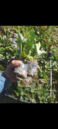 نشا توت فرنگی گلدانی و ریشه لخت در مریوان در گروه خرید فروش عمده توت فرنگی - کشت محصولات گلخانه ای در یکمیوه