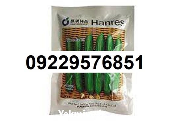 بذر خیار ویکتوریا  در بوشهر در گروه خرید فروش عمده خیار - بوته درختی سبز مجلسی شوری خاردار چنبر اصفهان در یکمیوه -عکس1