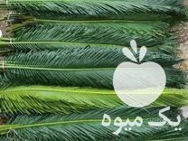 فروش برگ سیکاس  بسته بندی شده   در احمد سرگوراب در گروه خرید فروش عمده گیاهان زینتی - گرمسیری آپارتمانی باغچه آب در یکمیوه -عکس1
